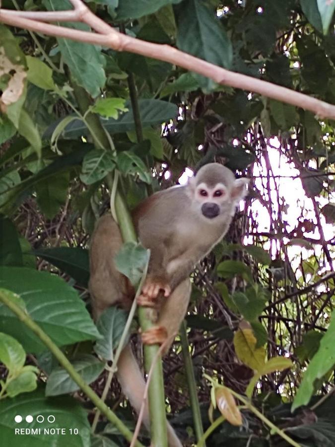 Hotel Campestre Arboretto ビリャビセンシオ エクステリア 写真
